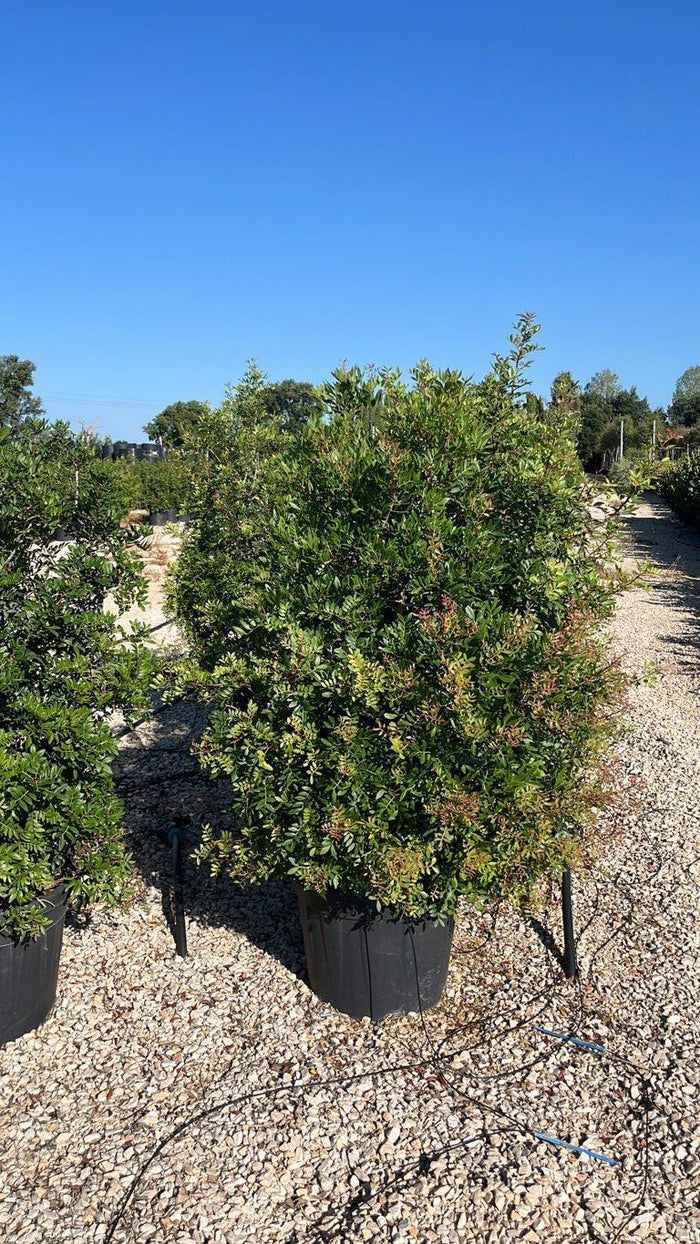 PISTACIA LENTISCUS Lentisco
