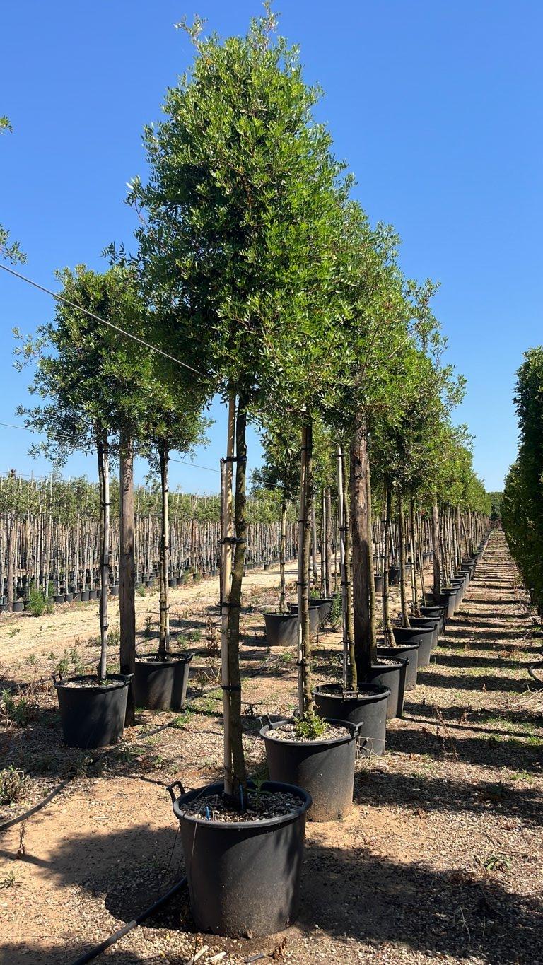 PISTACIA LENTISCUS Lentisco