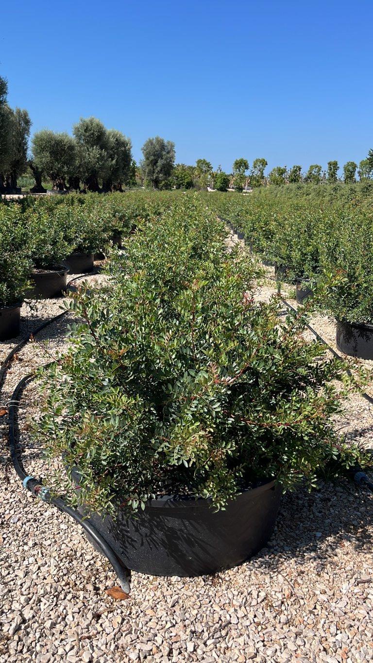 PISTACIA LENTISCUS Lentisco