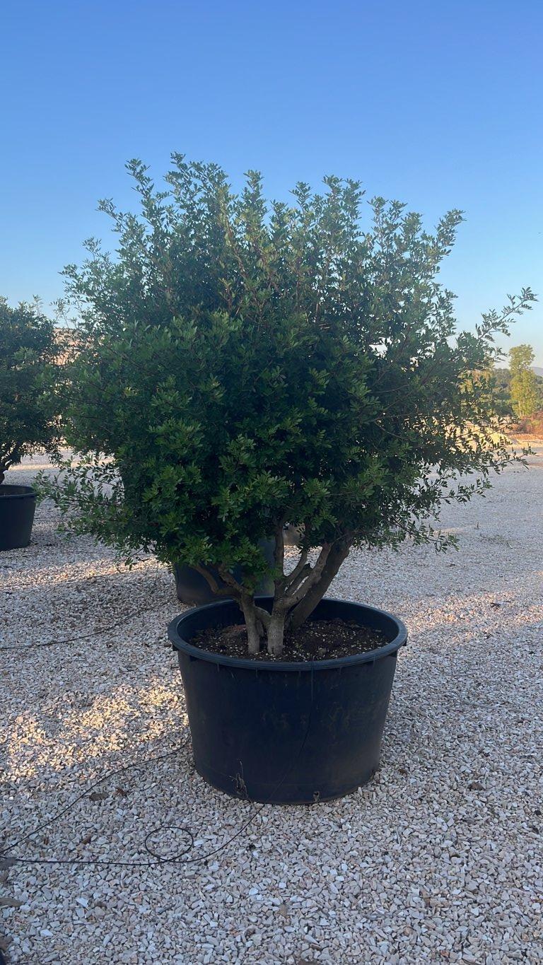 PISTACIA LENTISCUS Lentisco