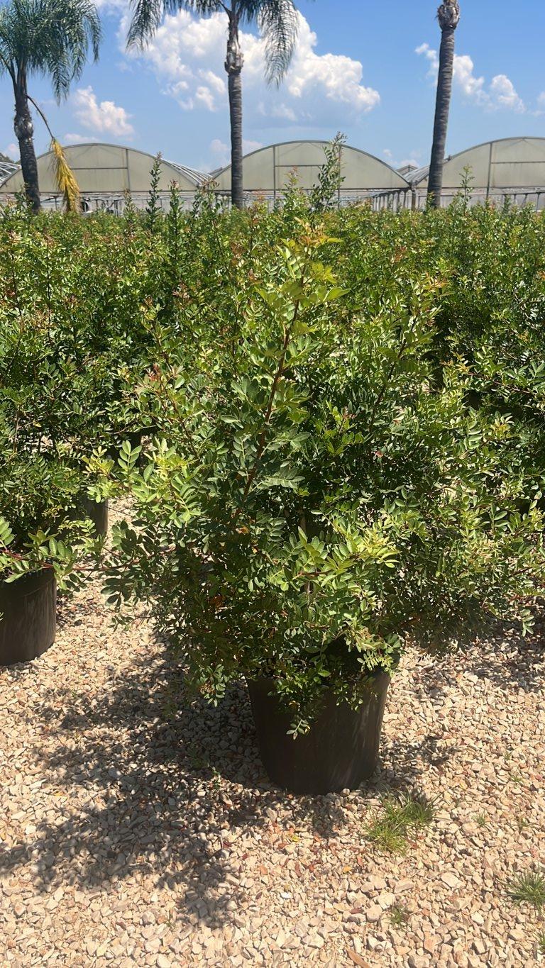 PISTACIA LENTISCUS Lentisco
