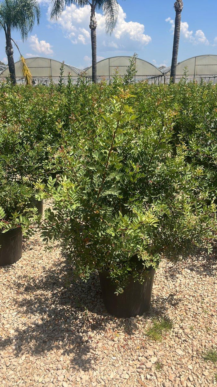 PISTACIA LENTISCUS Lentisco
