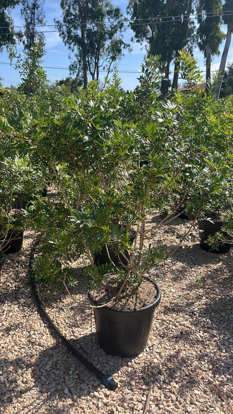 Pistacia Lentiscus (Lentisco) — Cespuglio, altezza 100/125 cm, vaso 30 litri