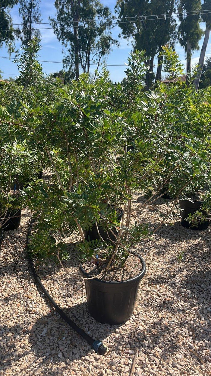 Pistacia Lentiscus (Lentisco) — Cespuglio, altezza 100/125 cm, vaso 30 litri