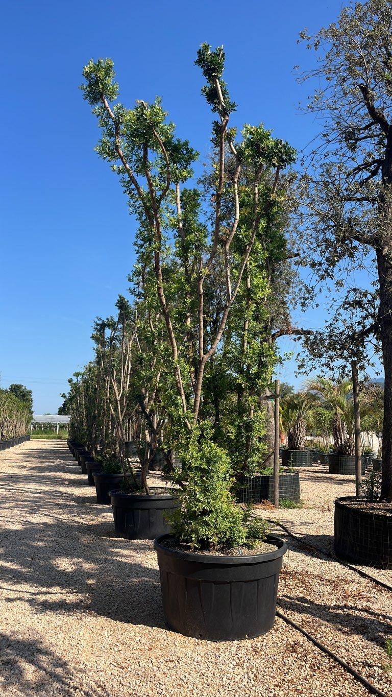 Pistacia Lentiscus (Lentisco) — Nuvola, altezza 300/400 cm, vaso 500 litri