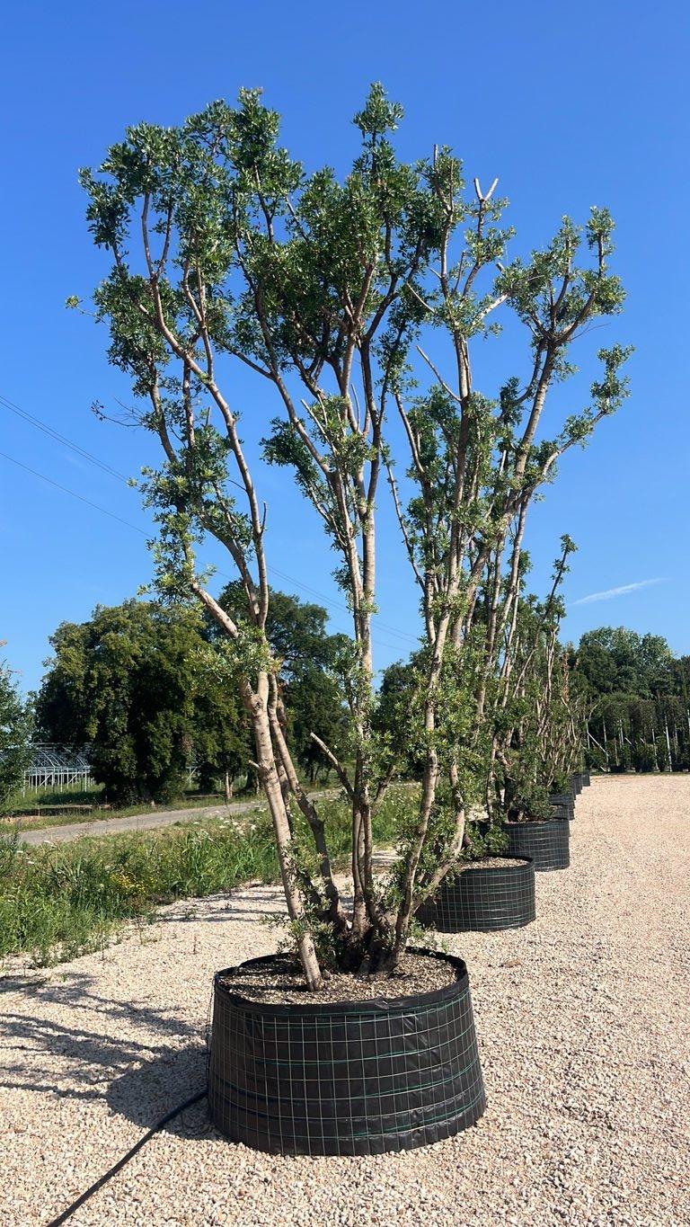 Pistacia Lentiscus (Lentisco) — Nuvola, altezza 400/500 cm, in rete