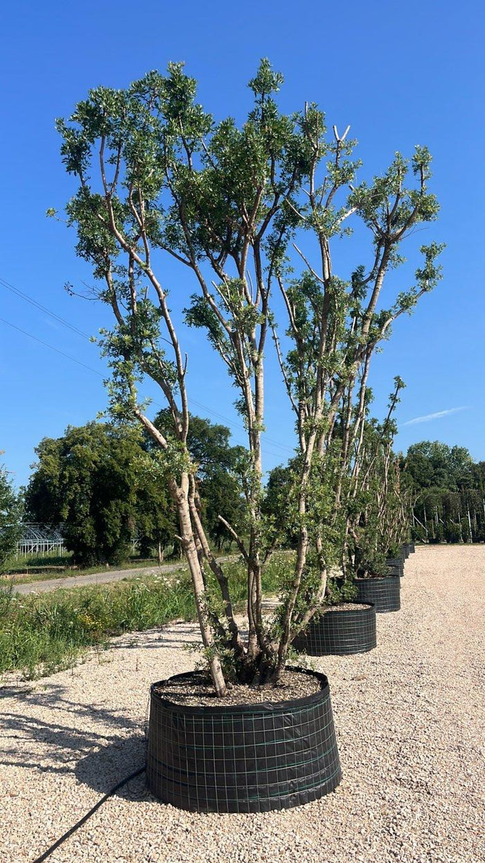 Pistacia Lentiscus (Lentisco) — Nuvola, altezza 400/500 cm, in rete