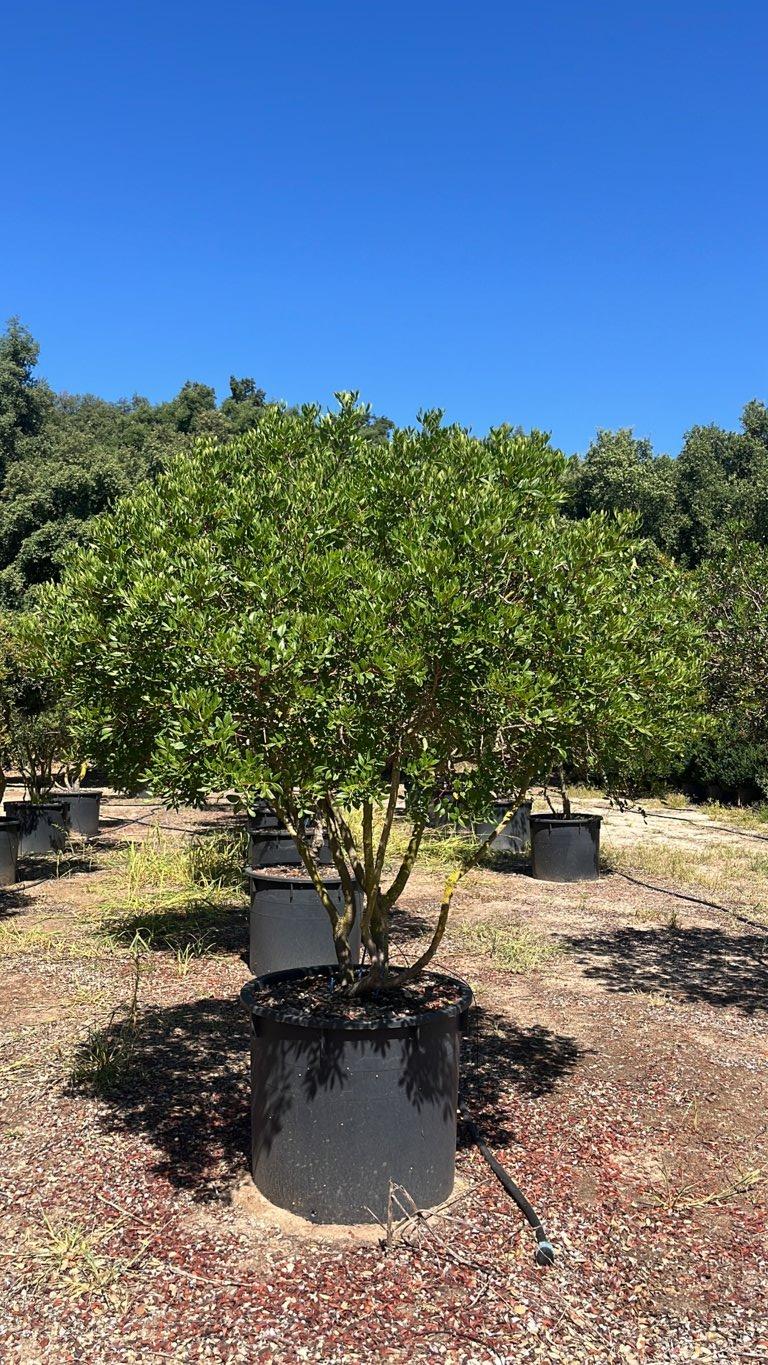 PISTACIA LENTISCUS Lentisco