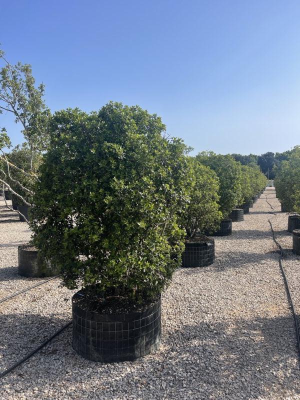 PITTOSPORUM HETEROPHYLLUM Pittosforo eterofilla