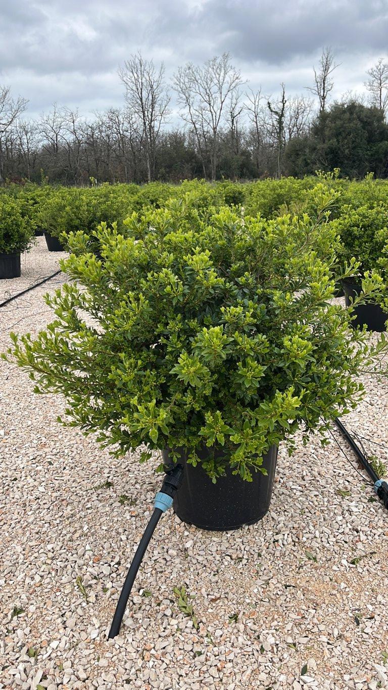 PITTOSPORUM HETEROPHYLLUM Pittosforo eterofilla