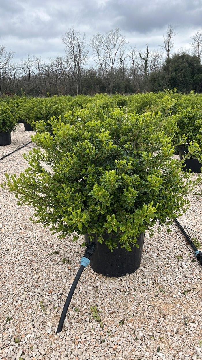 PITTOSPORUM HETEROPHYLLUM Pittosforo eterofilla