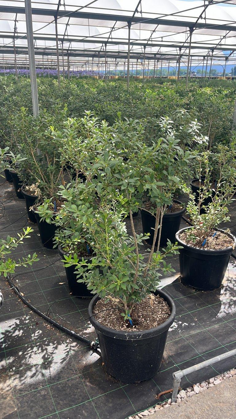 PITTOSPORUM HETEROPHYLLUM Pittosforo eterofilla