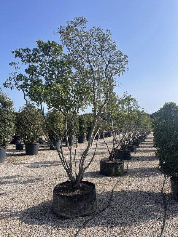 PITTOSPORUM HETEROPHYLLUM Pittosforo eterofilla