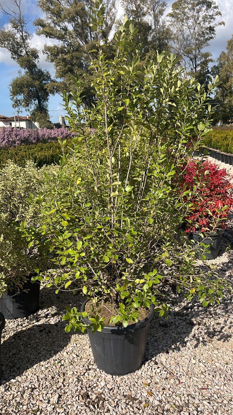 PITTOSPORUM TENUIFOLIUM Pittosforo