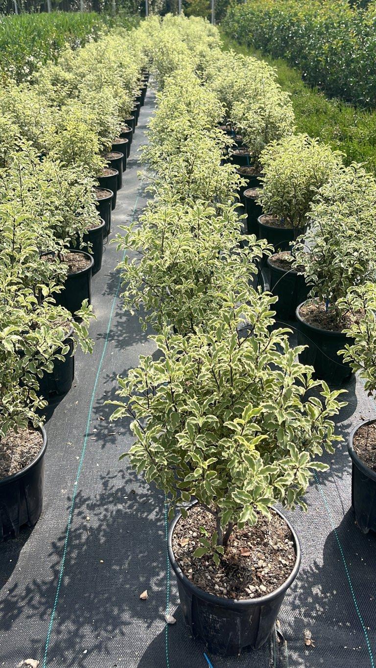 Pittosporum Tenuifolium Silver Queen — Cespuglio, vaso 9 litri