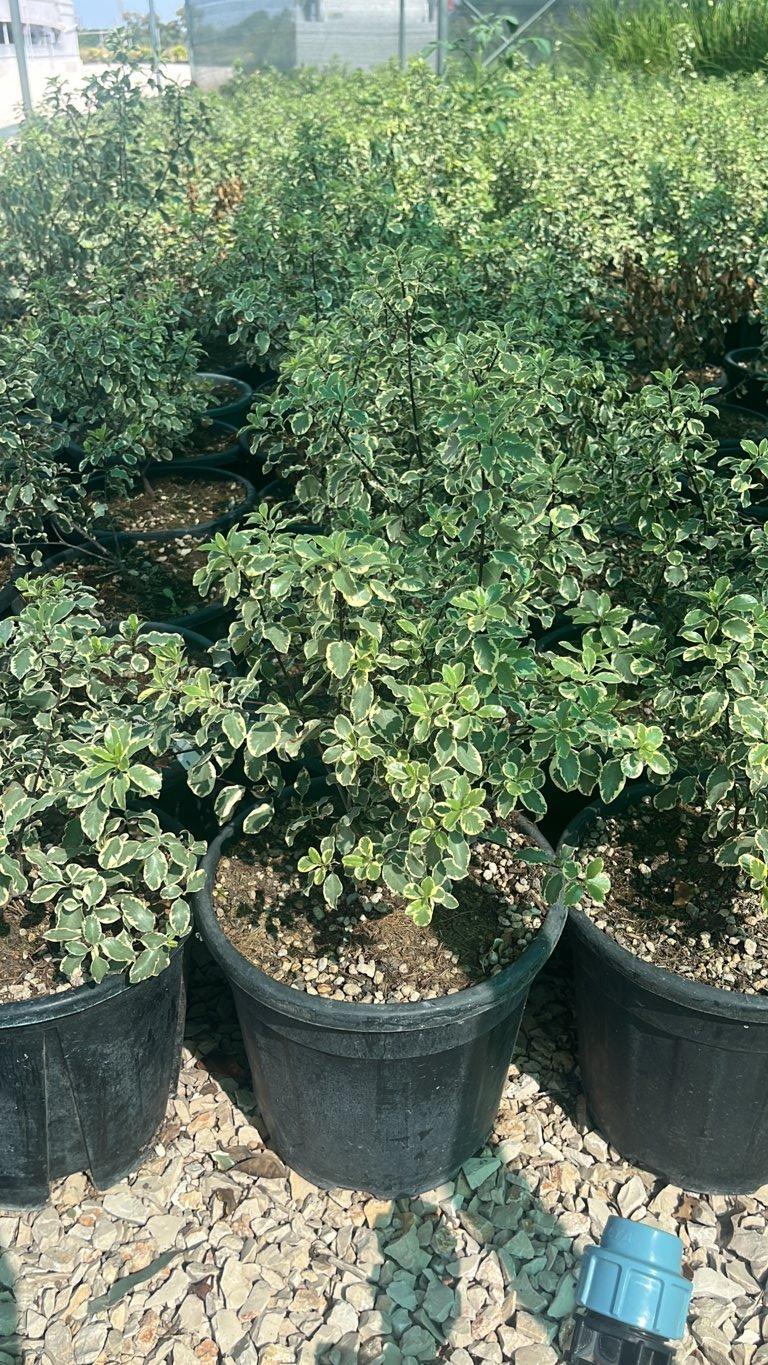 PITTOSPORUM TENUIFOLIUM SILVER QUEEN Pittosforo