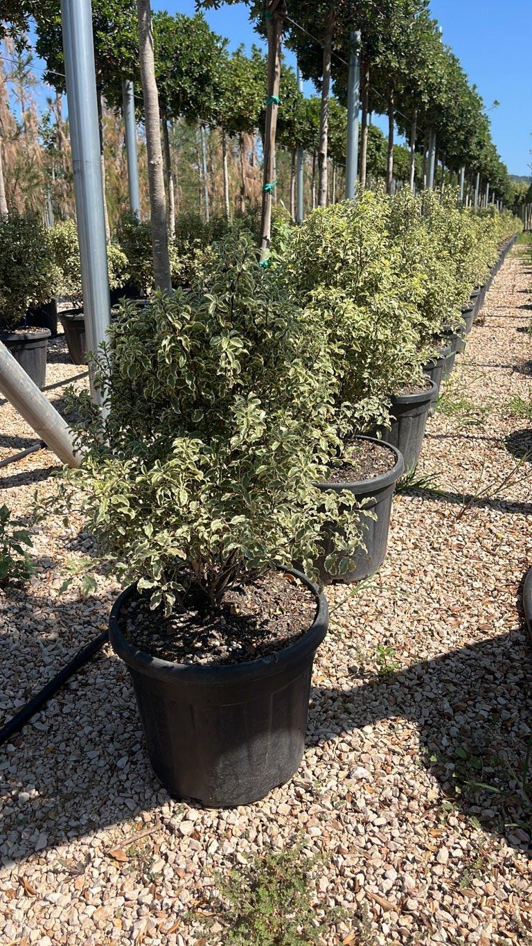PITTOSPORUM TENUIFOLIUM SILVER QUEEN Pittosforo