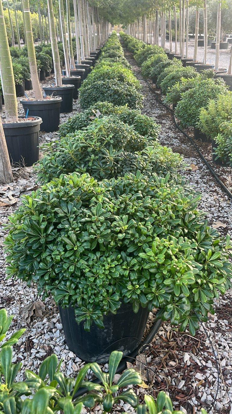 PITTOSPORUM TOBIRA NANO Pittosforo