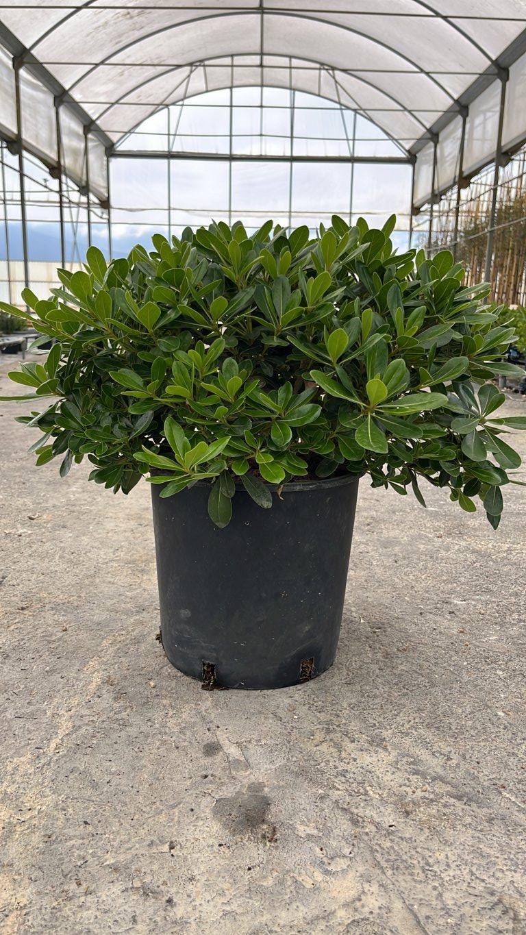 PITTOSPORUM TOBIRA NANO Pittosforo