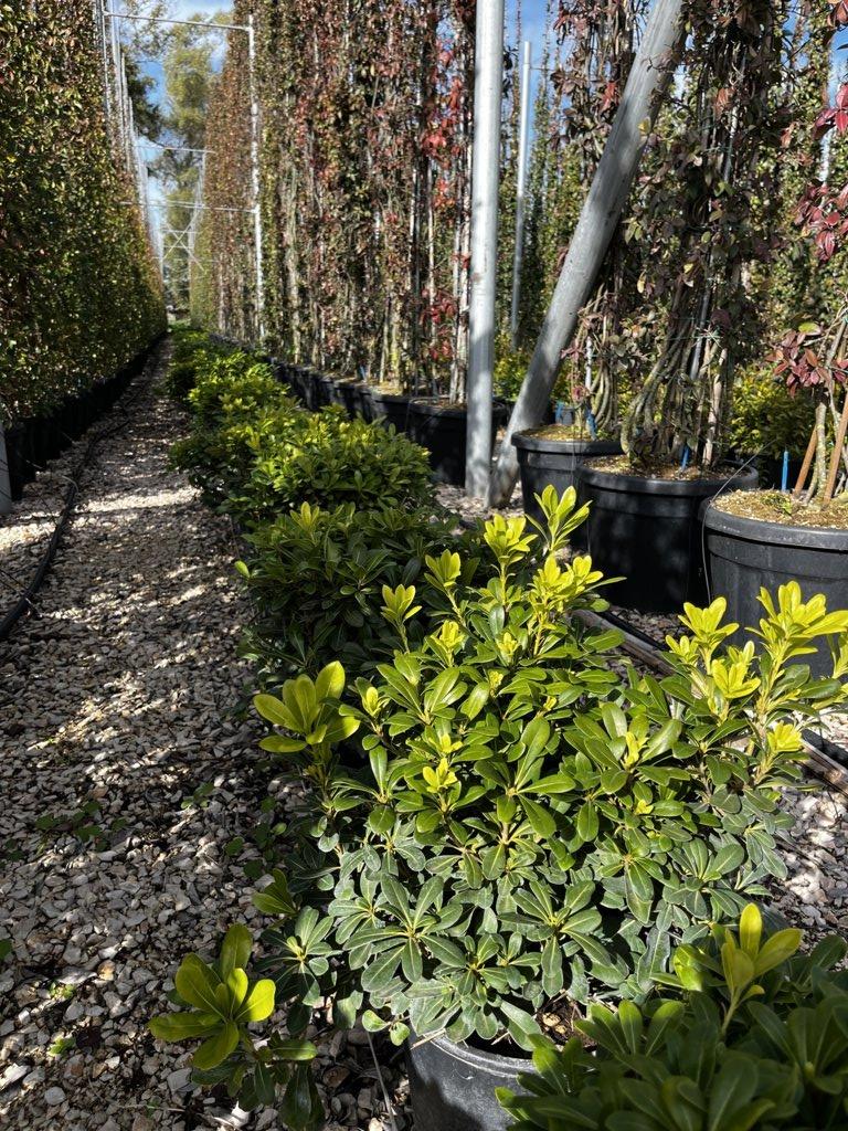 PITTOSPORUM TOBIRA NANO Pittosforo