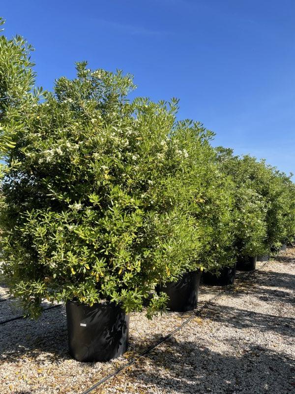 PITTOSPORUM TOBIRA Pittosforo