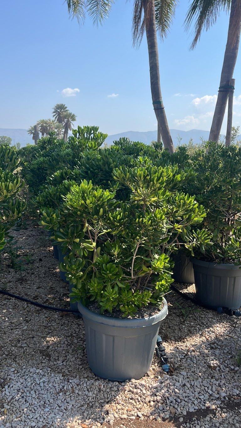 PITTOSPORUM TOBIRA Pittosforo