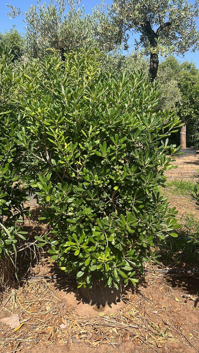 Pittosporum Tobira (Pittosporo) — Cespuglio, altezza 125/150 cm, vaso 30 litri