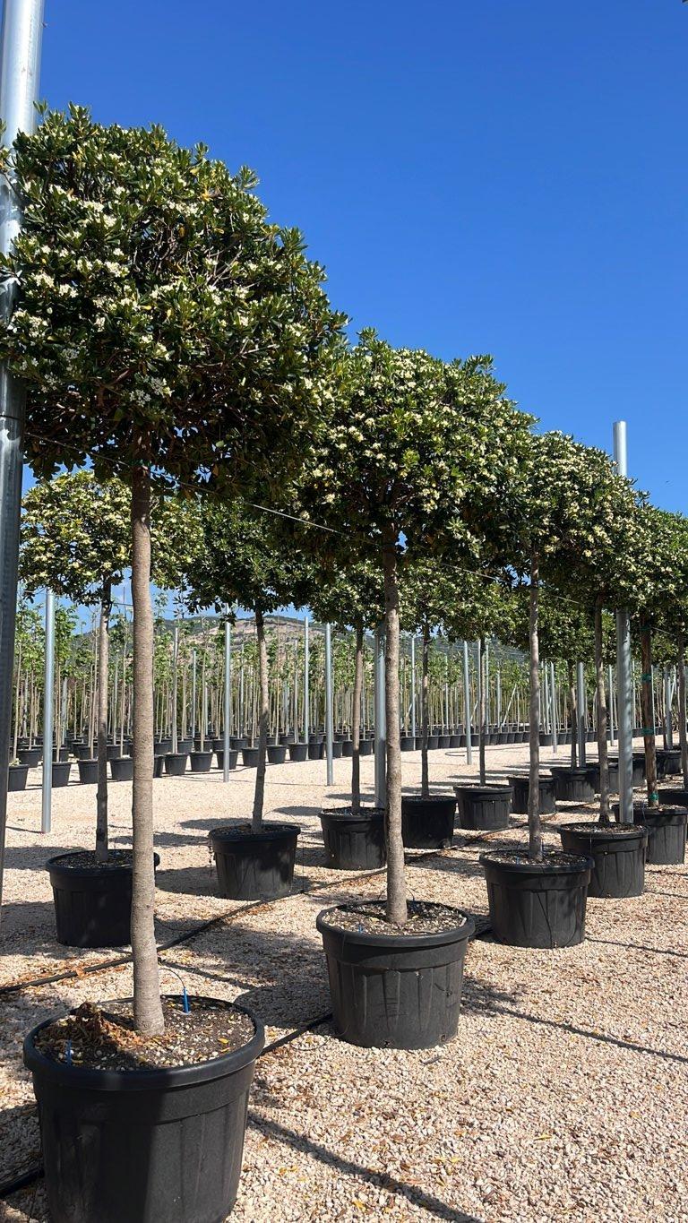 PITTOSPORUM TOBIRA Pittosforo