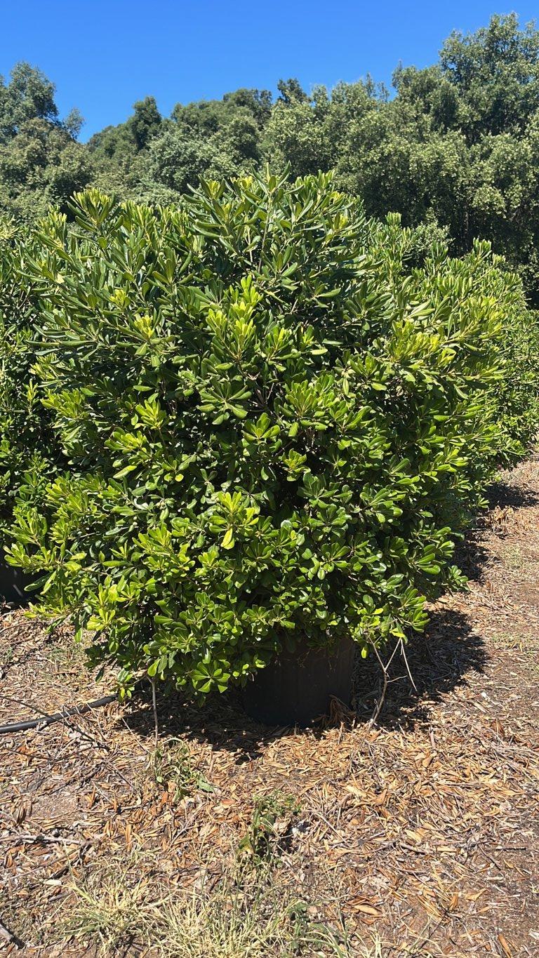 PITTOSPORUM TOBIRA Pittosforo