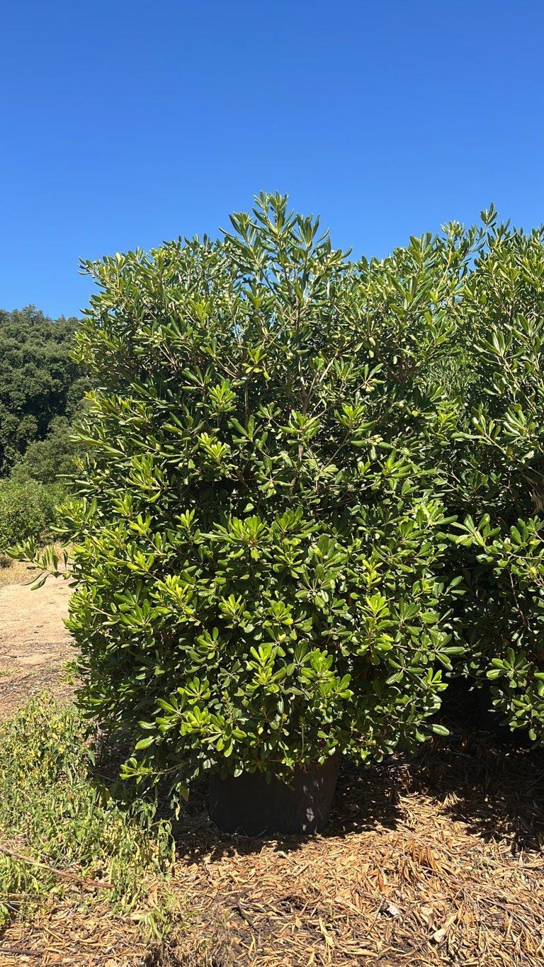 PITTOSPORUM TOBIRA Pittosforo