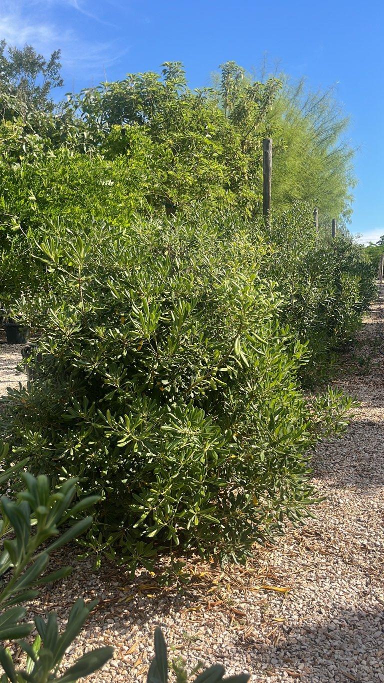 PITTOSPORUM TOBIRA Pittosforo