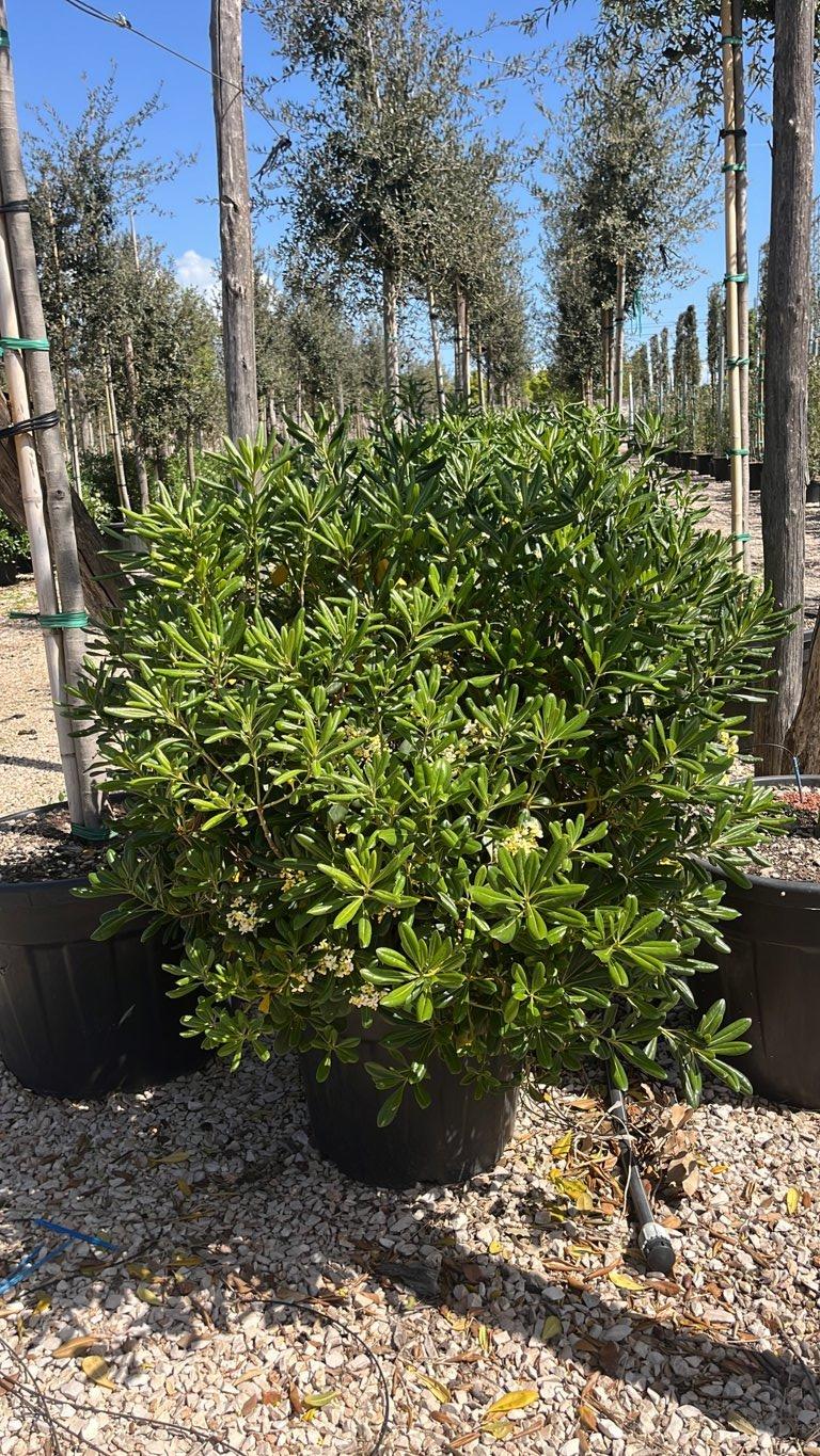 Pittosporum Tobira (Pittosporo) — Palla, diametro 90 cm, vaso 55 litri