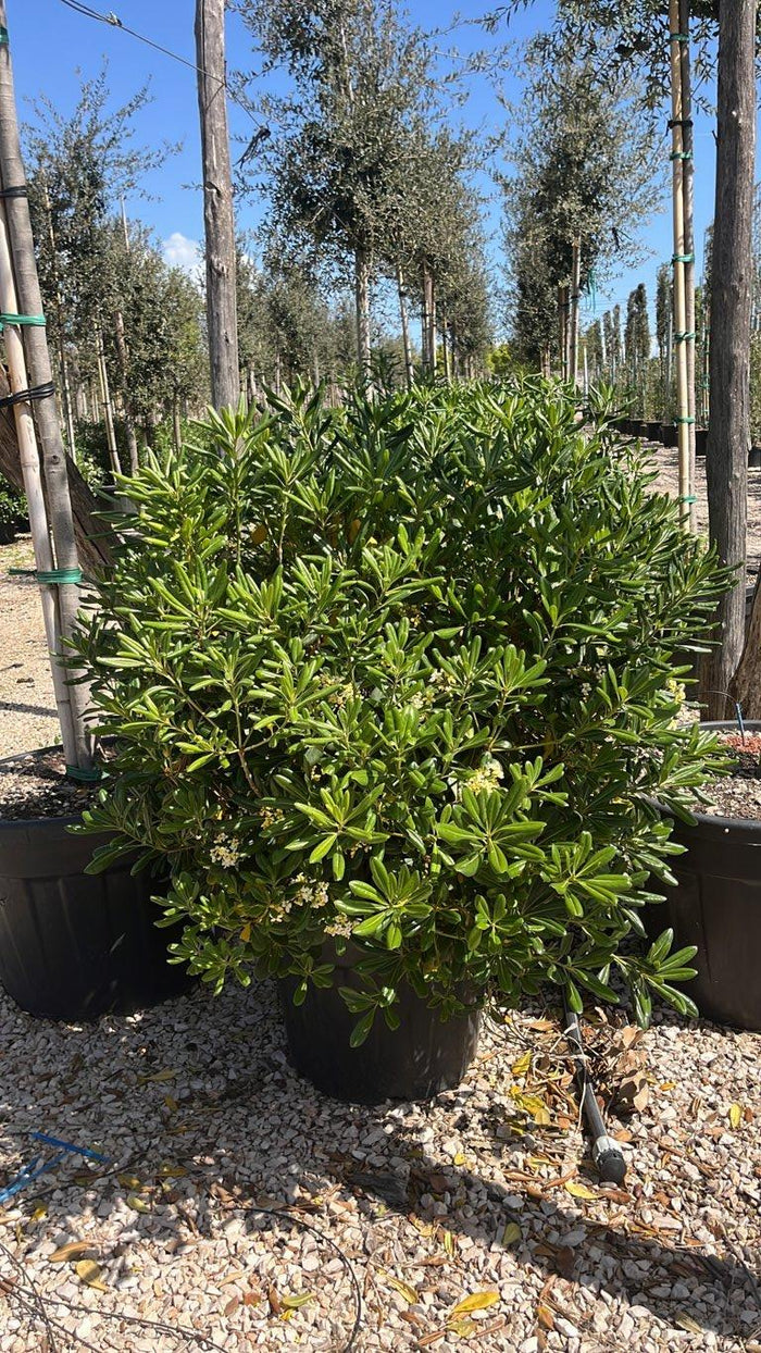 Pittosporum Tobira (Pittosporo) — Palla, diametro 90 cm, vaso 55 litri