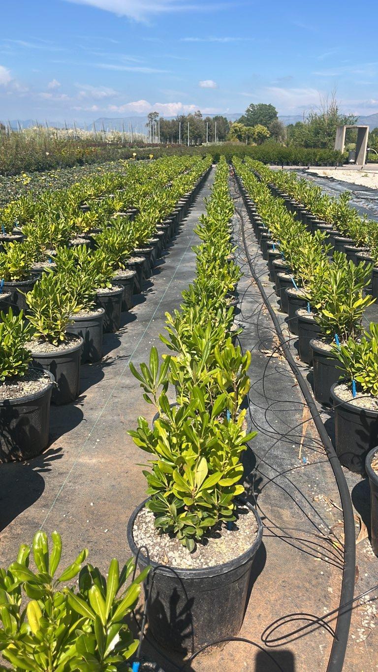 PITTOSPORUM TOBIRA Pittosforo