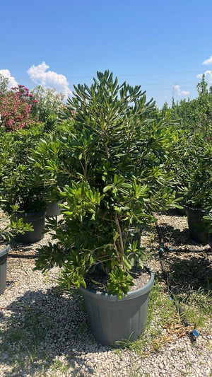 PITTOSPORUM TOBIRA Pittosforo
