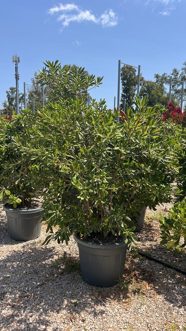 PITTOSPORUM TOBIRA Pittosforo