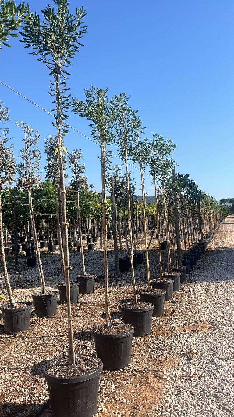 PITTOSPORUM TOBIRA Pittosforo
