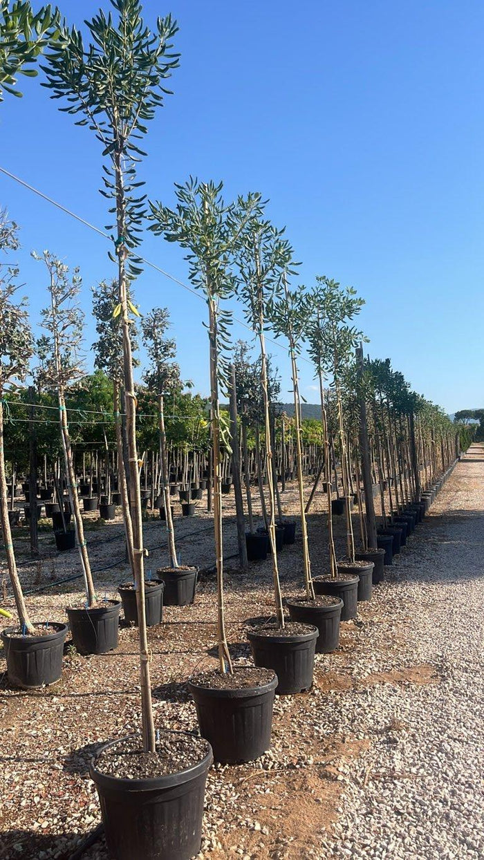 PITTOSPORUM TOBIRA Pittosforo
