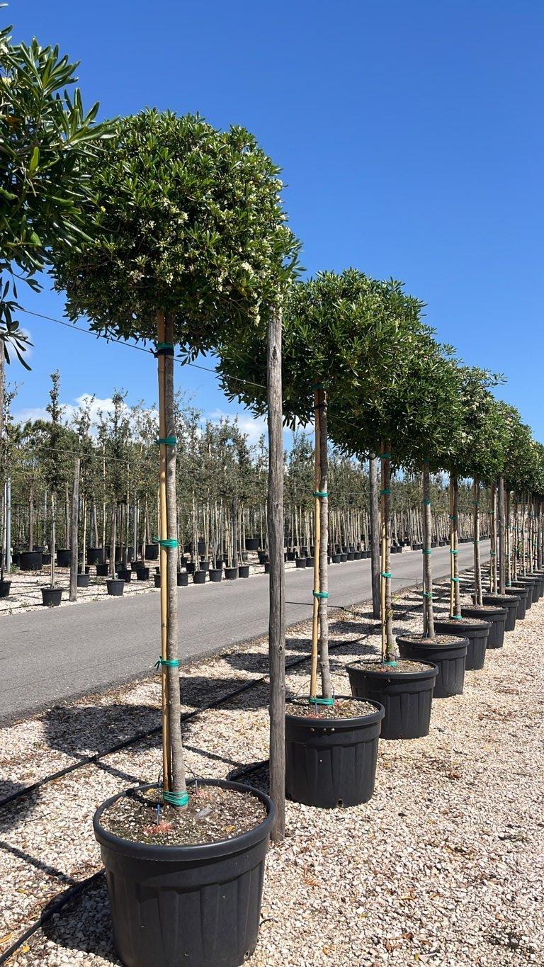 PITTOSPORUM TOBIRA Pittosforo