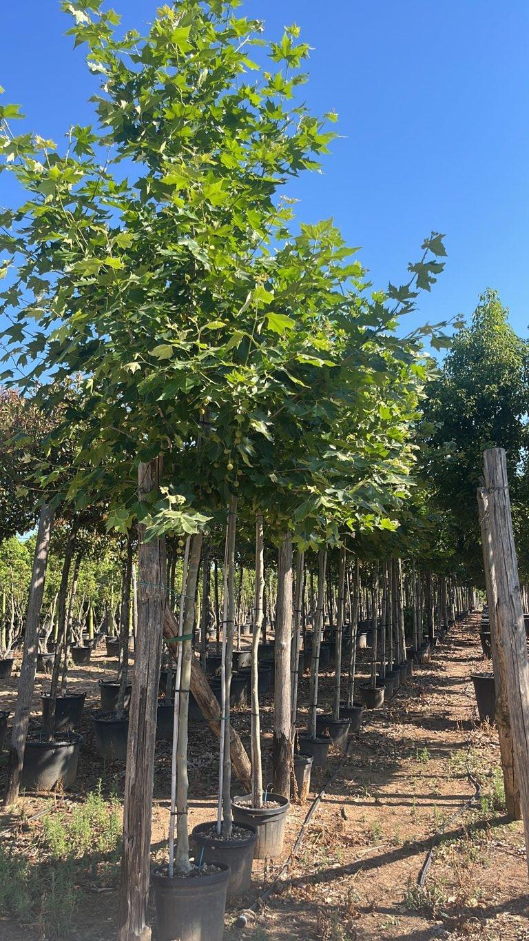 PLATANUS ACERIFOLIA Platano ibrido, Platano di Londra