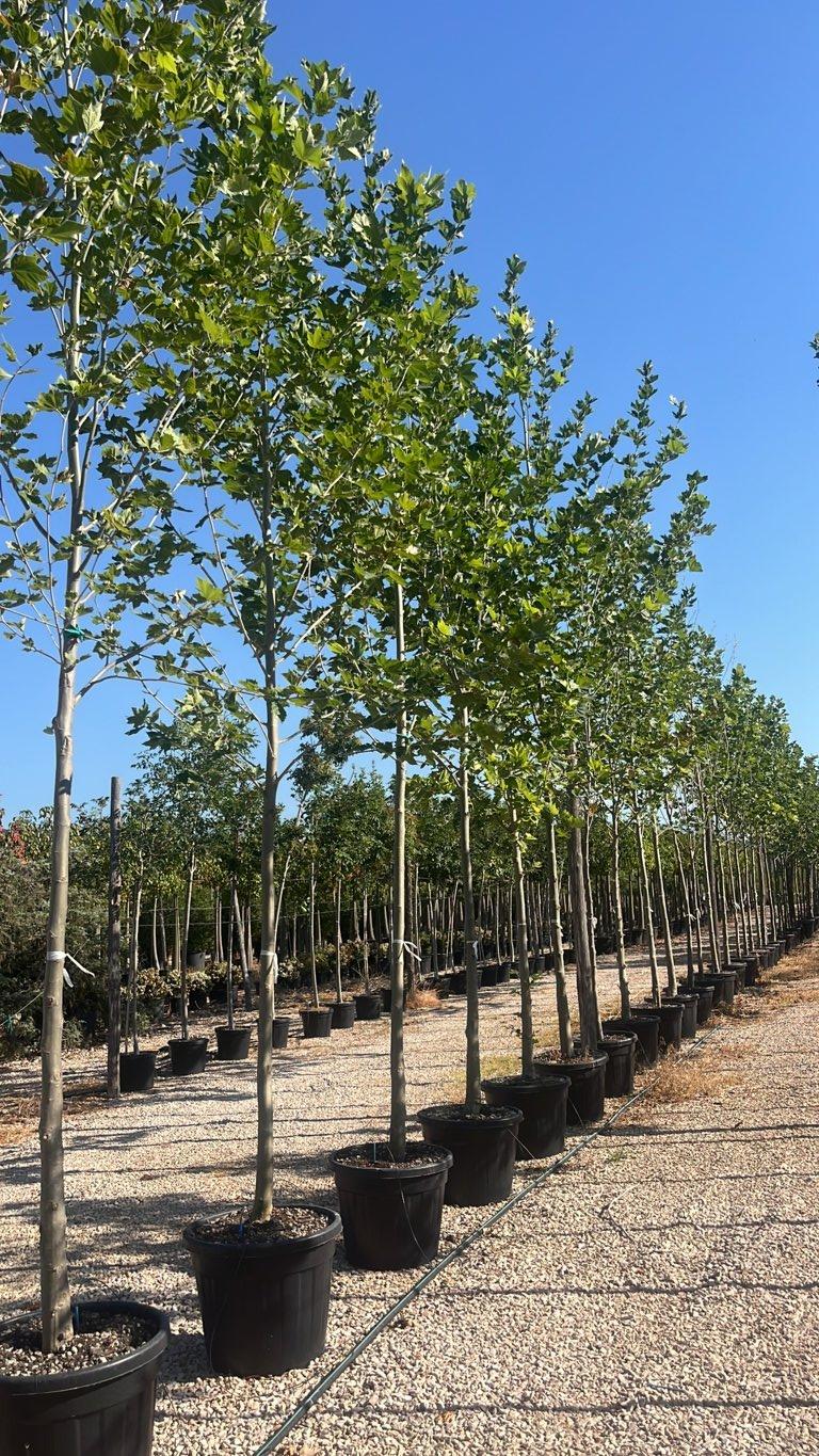 PLATANUS ACERIFOLIA Platano ibrido, Platano di Londra