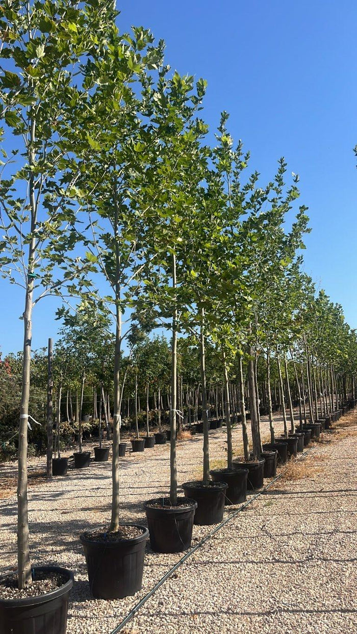 PLATANUS ACERIFOLIA Platano ibrido, Platano di Londra