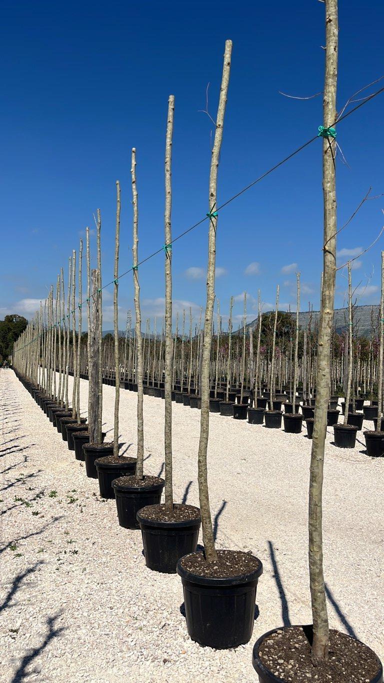 PLATANUS ACERIFOLIA Platano ibrido, Platano di Londra
