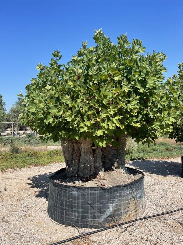 PLATANUS ORIENTALIS Platano orientale