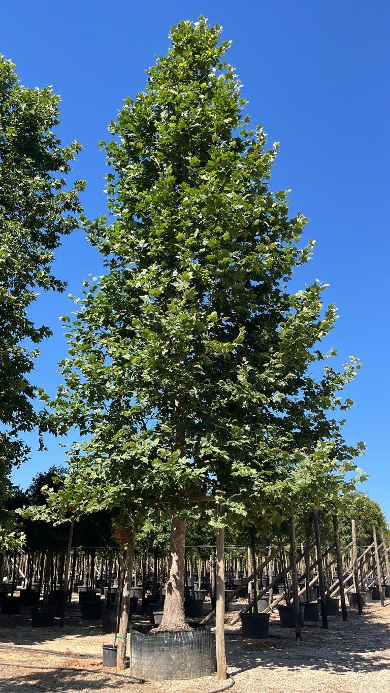 PLATANUS ORIENTALIS