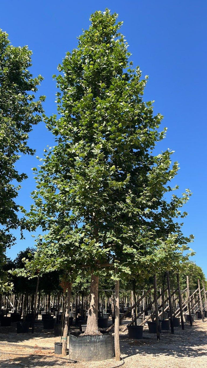 PLATANUS ORIENTALIS