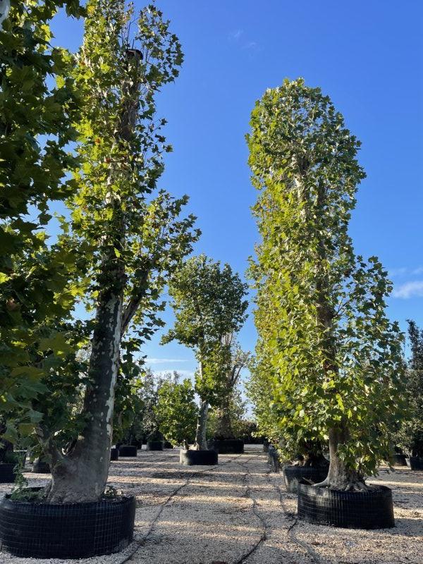 PLATANUS ORIENTALIS Platano orientale