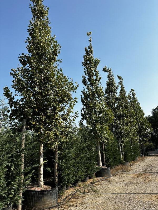 PLATANUS ORIENTALIS Platano orientale