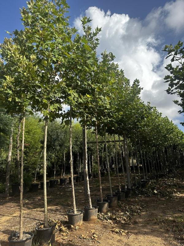 PLATANUS ORIENTALIS Platano orientale