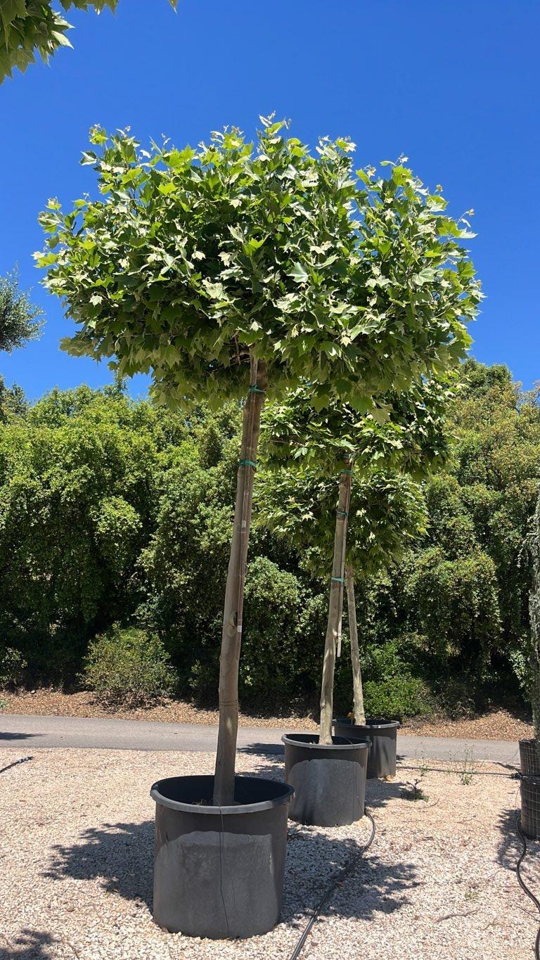 PLATANUS ORIENTALIS Platano orientale